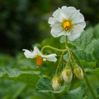potato flower blooming